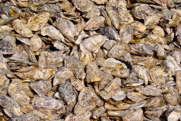 Fresh live oysters of different sizes, photographed close-up