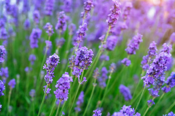 Vibrant lavender field blooming under the warm sunlight during springtime