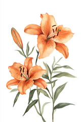 A Delicate Watercolor Painting of Orange Tiger Lilies with Vivid Color