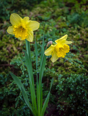 Fototapeta premium Blooming yellow terry daffodils in the garden. Texture.