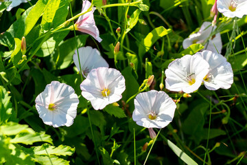 Close-up of field bindweed (Convolvulus arvensis) in a field or garden among green grass in sunny...