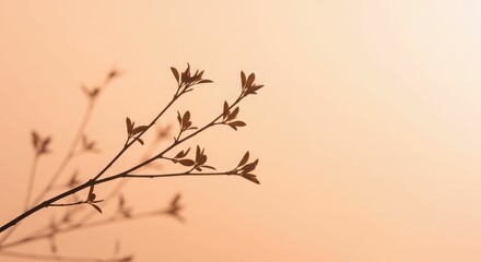 Silhouette of branch with budding leaves against warm beige sky