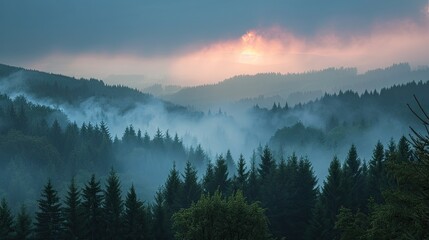 Obraz premium A forest fire is raging in the pine and spruce forests
