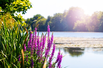 summer landscape with thickets of wildflowers and sedges near the river in sunny weather