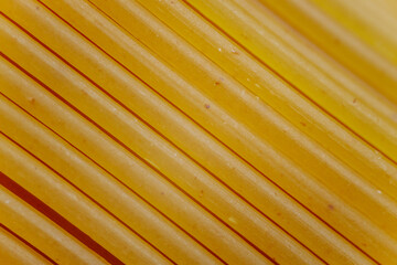 Close-up of neatly arranged uncooked dry spaghetti noodles in diagonal alignment. The golden-yellow...