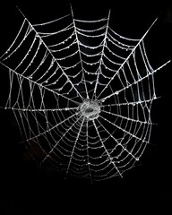 Obraz premium Spider Web in Real Frost. Halloween Spooky Grunge Style with Black Background. Isolated Image of Spider Web for Your Design