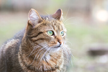 beautiful brown cat with big green eyes in a spring garden on a blurred background
