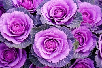 Fototapeta premium Stunning Natural Background of Ornamental Cabbage Kale with Purple and Magenta Leaves in Curly Rosette Shape