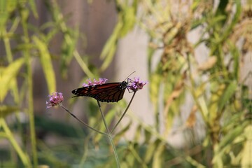 butterfly on a flower