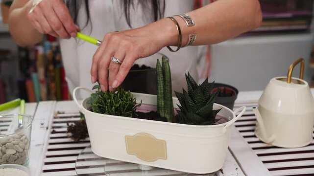 Professional florist carefully selecting and arranging small green succulent plants in pristine white matal pot, gently adding potting soil using metal shovel