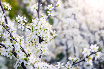 blackthorn branches with small white flowers, blackthorn blossom