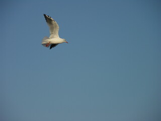 A seagull flutters in the sky