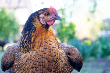 large brown chicken close-up on a blurred background