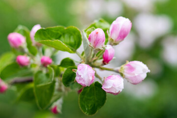 apple tree branch with pink buds in the garden on a blurred background