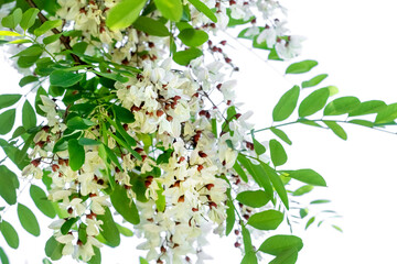 I believe acacia flowers on a tree, acacia blossoms
