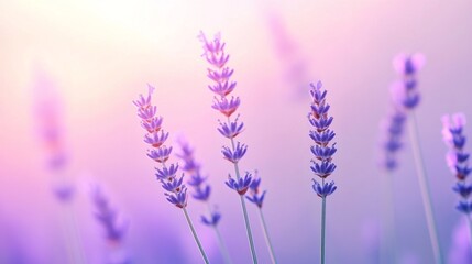 A calming lavender gradient background.featuring soft purples and pinks.emphasizing relaxation and tranquility.Ideal for spa promotions, wellness blogs, and calming social media posts