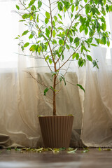 Ficus benjamina plant shedding leaves inside a beige pot, positioned near a window adorned with sheer curtains, enhancing a warm and inviting domestic atmosphere
