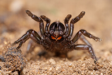 Nuragic spider (Amblyocarenum nuragicus), sardinian endemic trapdoor spider