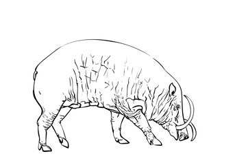 Female babirusa or deer-pig animal of swine family species found in the Indonesian islands, Hand drawn illustration, Vector sketch isolated