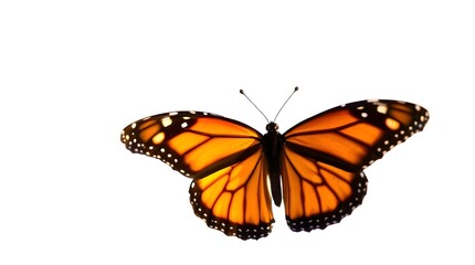 Fototapeta premium butterfly on white background