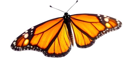 butterfly on white  background