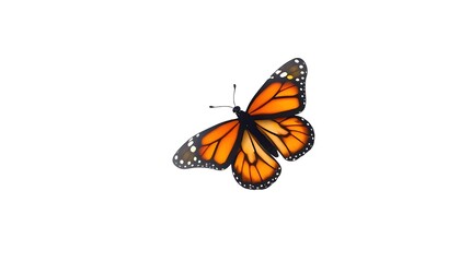 butterfly on white  background