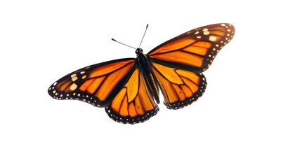 Obraz premium butterfly on white background