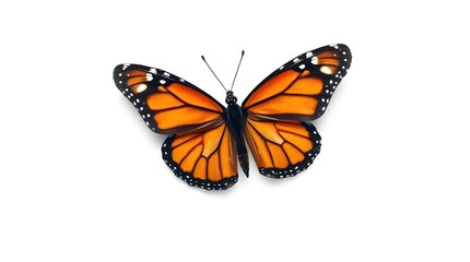 butterfly on white  background