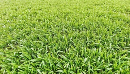 Fototapeta premium green-turf-grass-texture-and-background-green-gras