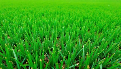 Obraz premium green-turf-grass-texture-and-background-green-gras