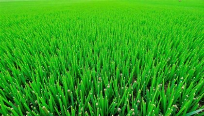 Obraz premium green-turf-grass-texture-and-background-green-gras