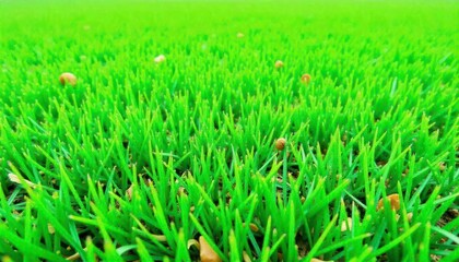 Obraz premium green-turf-grass-texture-and-background-green-gras