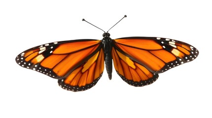 Fototapeta premium butterfly on white background