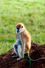 kidepo national park