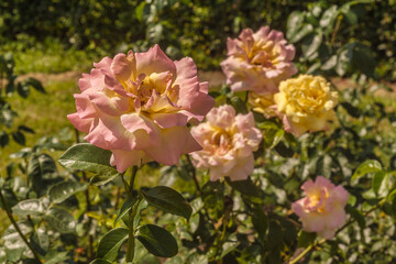 Bloom rose Gloria Dei  in the sun   in the garden