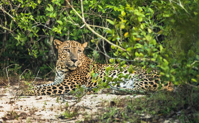Side view of leopard sitting on field