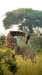 giraffe breastfeeding 