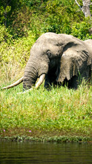 elephant in murchison, uganda