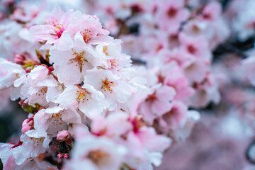 Obraz premium Himeji Castle in Full Bloom: A Cherry Blossom Wonderland