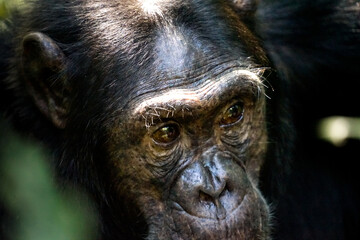 chimpanzee in kibale, uganda