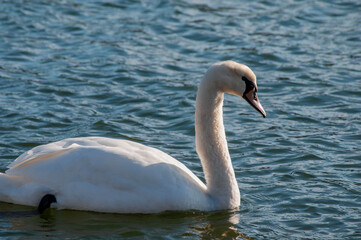 White swan onlake shore. Swan on beach. Swan on shore