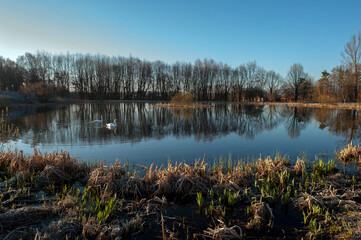 White swan onlake shore. Swan on beach. Swan on shore