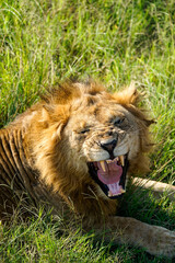 lion in queen elisabeth park, uganda