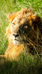 lion in queen elisabeth park, uganda