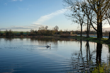 White swan onlake shore. Swan on beach. Swan on shore