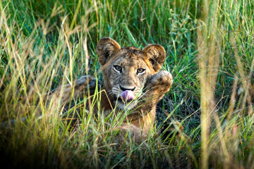 lion cubs in queen elisabeth park, uganda