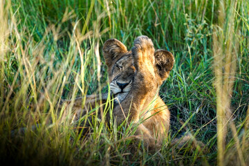lion cubs in queen elisabeth park, uganda