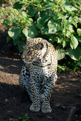 leopard in queen elisabeth park, uganda