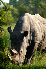 ziwa rhino sanctuary, uganda