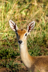 antelope in uganda
